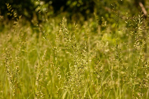 Flor de grama — Fotografia de Stock