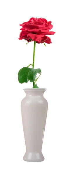 Bir vazoda çiçek — Stok fotoğraf