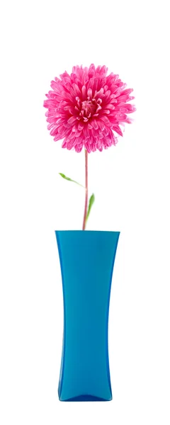 Blomst i en vase – stockfoto