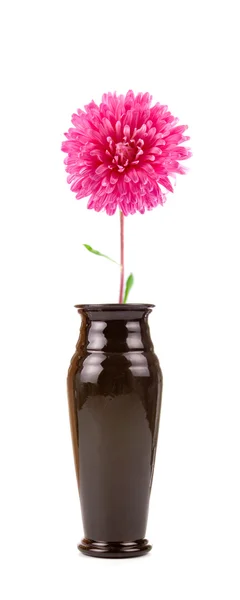 Virág vázában — Stock Fotó