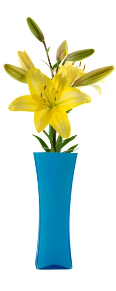 Flower in a vase — Stock Photo, Image