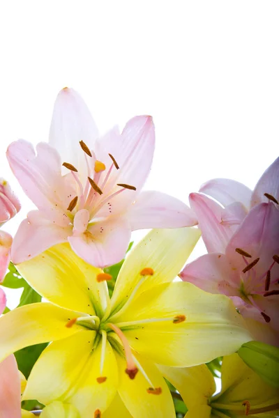 Krásná kytice květin — Stock fotografie