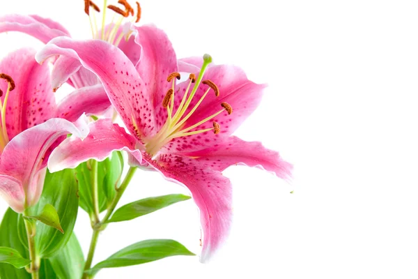 Gyönyörű rózsas — Stock Fotó