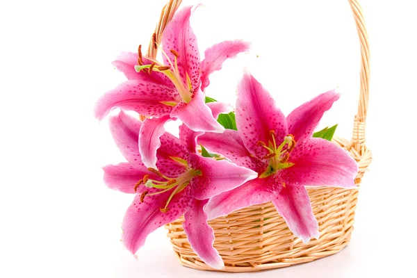Lírio rosa bonito — Fotografia de Stock
