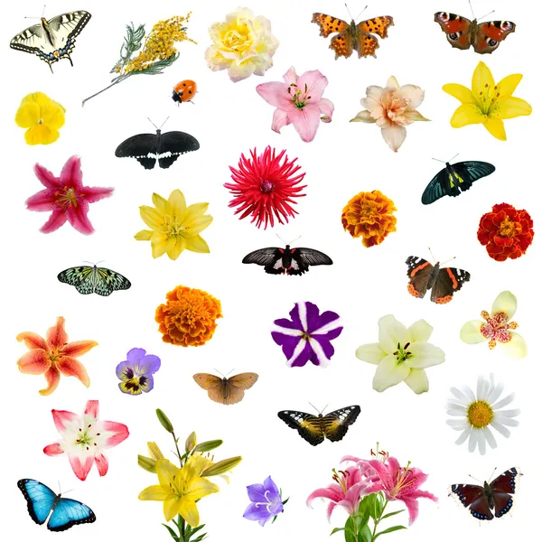 Grande conjunto de borboletas e flores — Fotografia de Stock