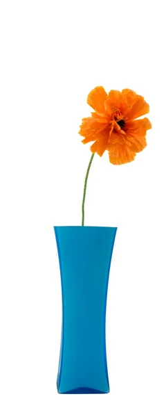 Blomma i en vas — Stockfoto