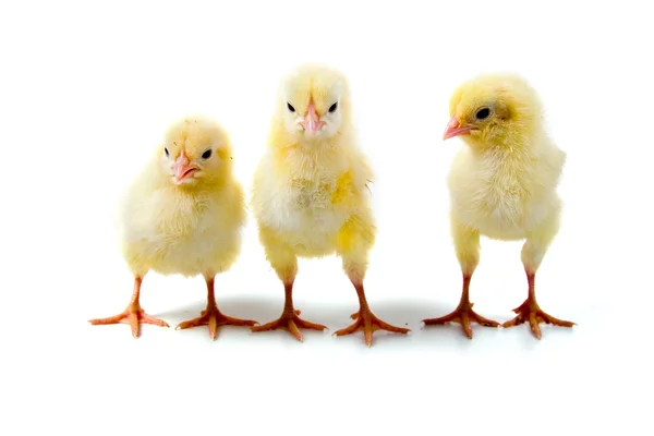 Gula kycklingar — Stockfoto