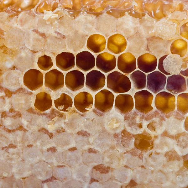 Textura de miel en el peine, primer plano —  Fotos de Stock