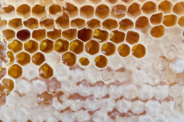 Textura de mel no pente — Fotografia de Stock