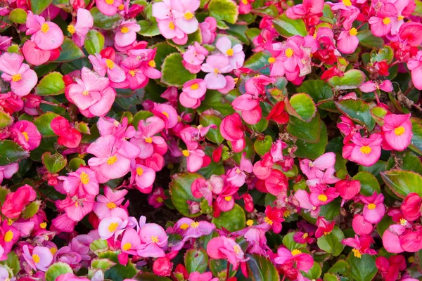 stock image Background of pink flowers