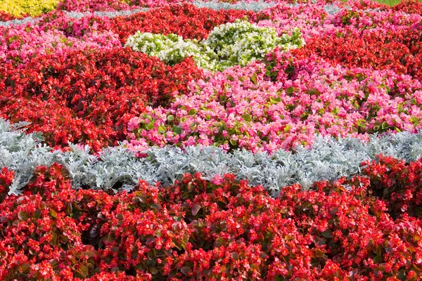 stock image Beautiful flowers in summer