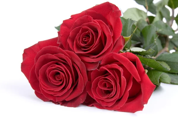 Schöner Strauß Rosen — Stockfoto
