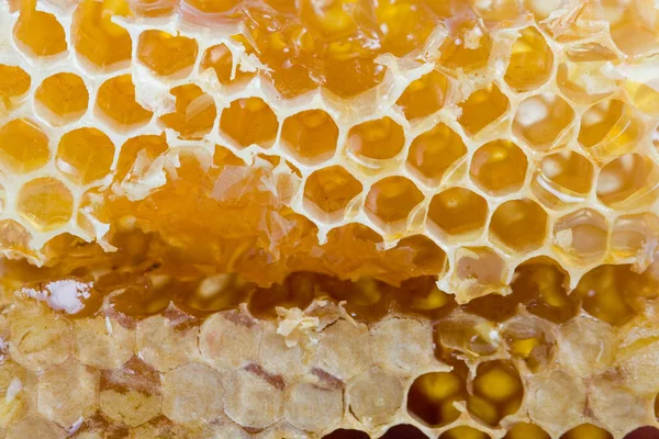 Texture di miele nel pettine, primo piano Foto Stock Royalty Free