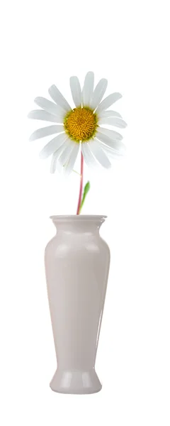एक वास मध्ये फूल — स्टॉक फोटो, इमेज