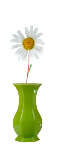 Blomst i en vase – stockfoto