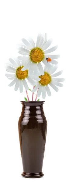 Bouquet of daisies and ladybird — Stock Photo, Image