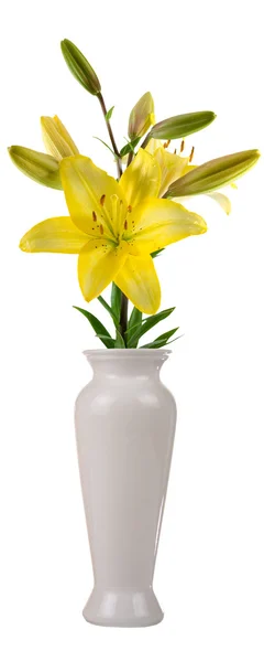 Bir vazoda çiçek — Stok fotoğraf