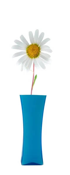 Flor em um vaso — Fotografia de Stock
