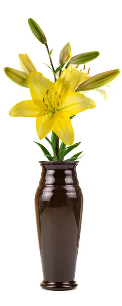 Blomma i en vas — Stockfoto