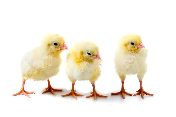 Pollos amarillos — Foto de Stock