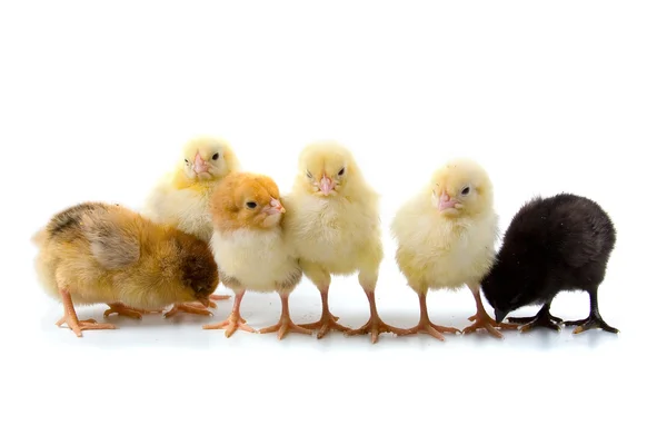 Six chickens — Stock Photo, Image