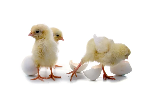 Желтые цыплята — стоковое фото