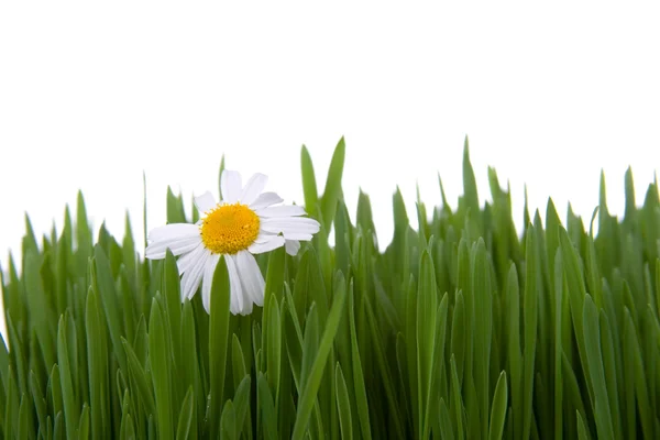 Chamomile and green grass — Stock Photo, Image
