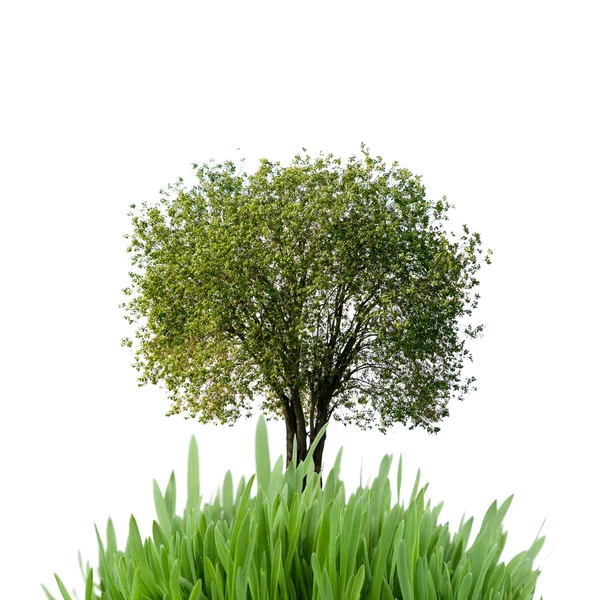 Trær Gress Isolert Hvit Bakgrunn – stockfoto