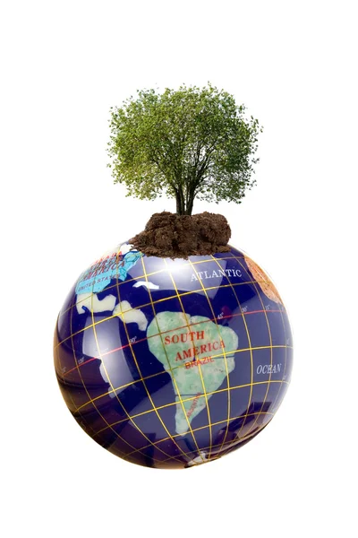 Boom groeien uit de aarde — Stockfoto