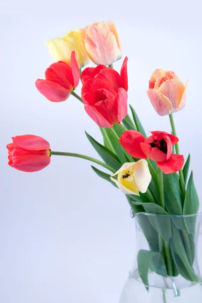 Hermoso ramo de tulipanes — Foto de Stock