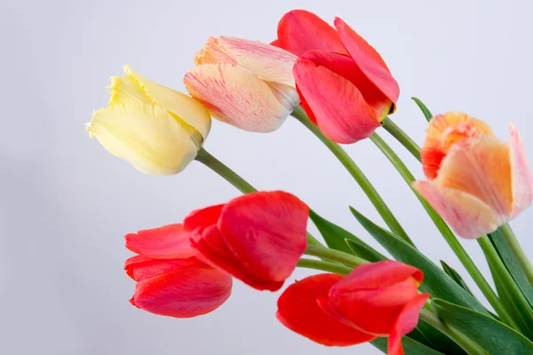 Gyönyörű Csokor Ellen Kék Égbolt Tulipánokkal — Stock Fotó