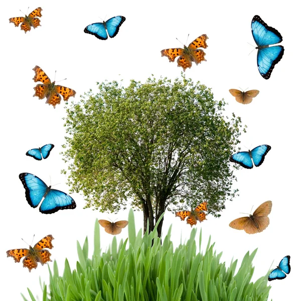 Baum, Gras und Schmetterlinge — Stockfoto