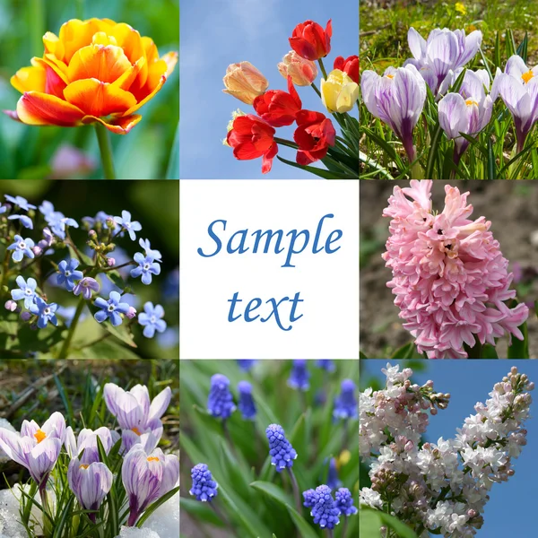 Flores Primavera Collage —  Fotos de Stock