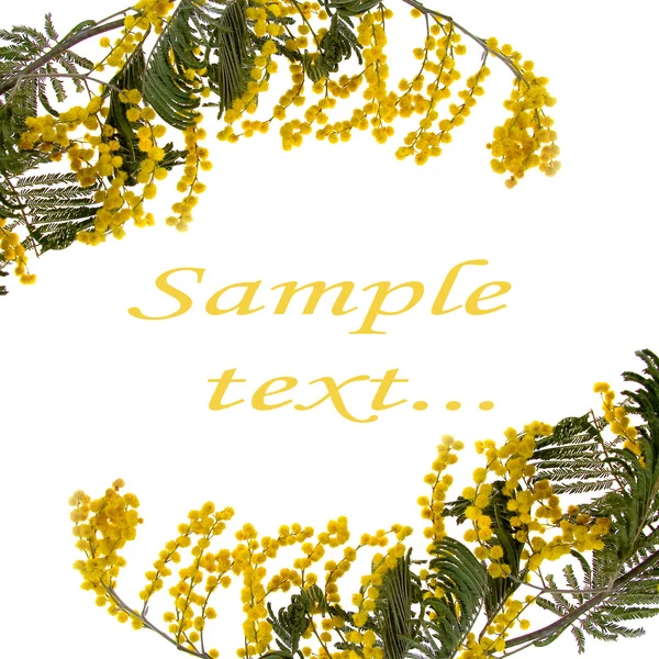 Frame of the flowers of mimosa — Stock Photo, Image
