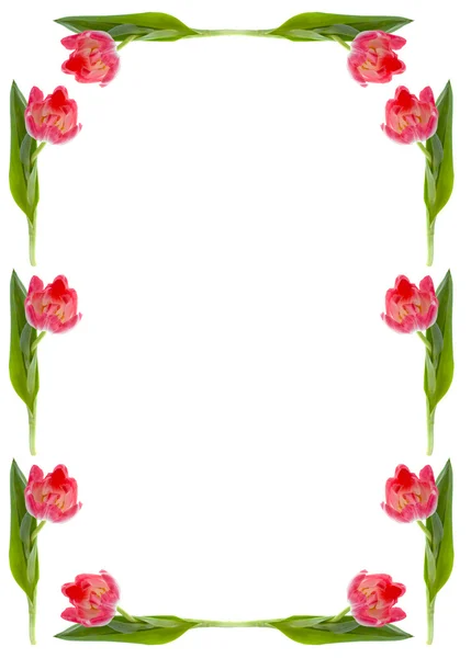 框架下的白色背景上的郁金香花 — 图库照片