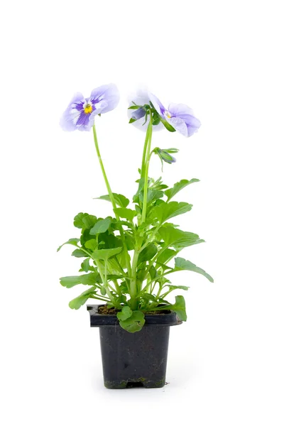 Seedlings Viola White Background — Stock Photo, Image