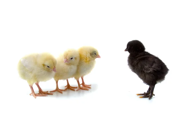 Gele kippen en zwarte meid — Stockfoto