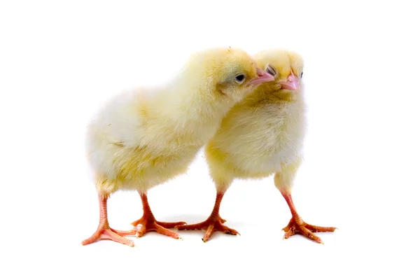 Yellow chickens — Stock Photo, Image