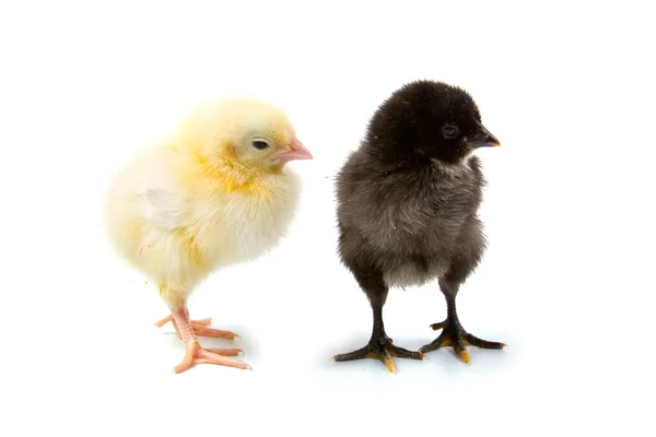 黄色と黒の鶏が白い背景で隔離 — ストック写真
