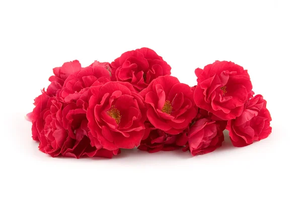 Gyönyörű Vörös Rózsák Elszigetelt Fehér Háttér — Stock Fotó