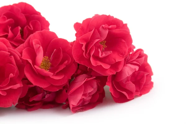 Belles Roses Rouges Isolées Sur Fond Blanc — Photo