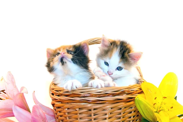 Маленькие котята в корзине и цветы — стоковое фото