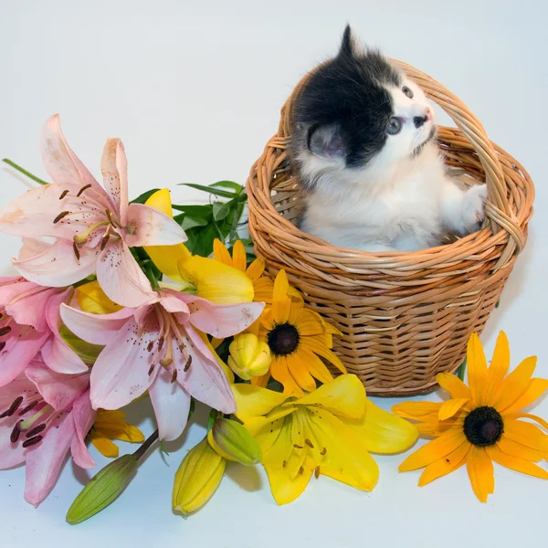 Kleine Kitten Een Mand Bloemen Een Witte Achtergrond — Stockfoto