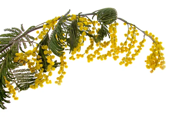 ミモザ植物の枝 — ストック写真
