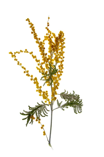 Zweig Einer Mimosenpflanze Mit Runden Flauschigen Gelben Blüten — Stockfoto