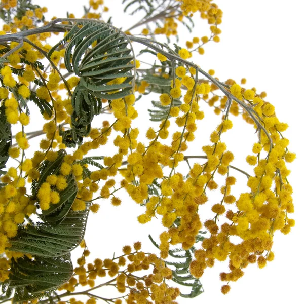 Гілка рослини мімоза — стокове фото