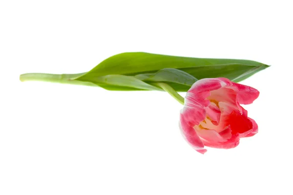 Rózsaszín Tulipán Elszigetelt Fehér Background흰색 배경에 고립의 — Stock Fotó