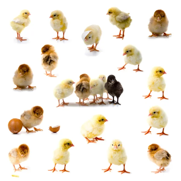 Uppsättning av kycklingar — Stockfoto
