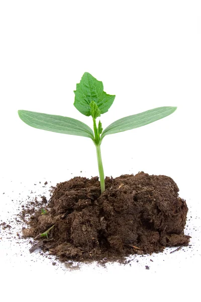 stock image Young plant