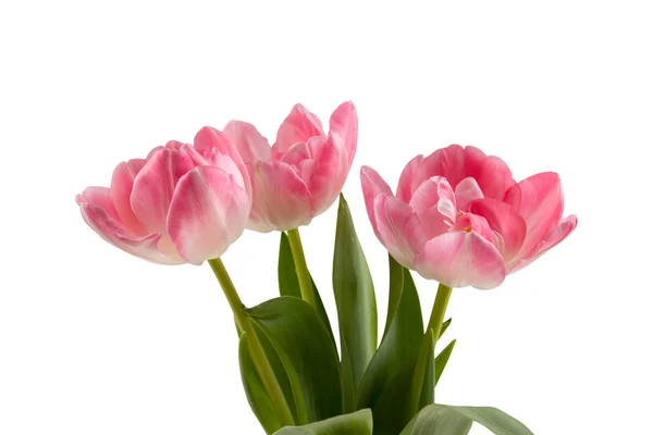 白色背景上的粉红色郁金香束 — 图库照片
